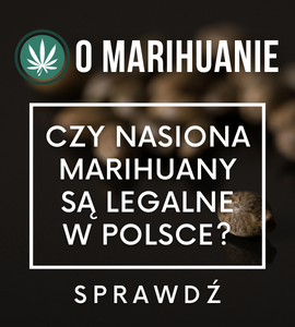 Czy nasiona marihuany są legalne w Polsce?